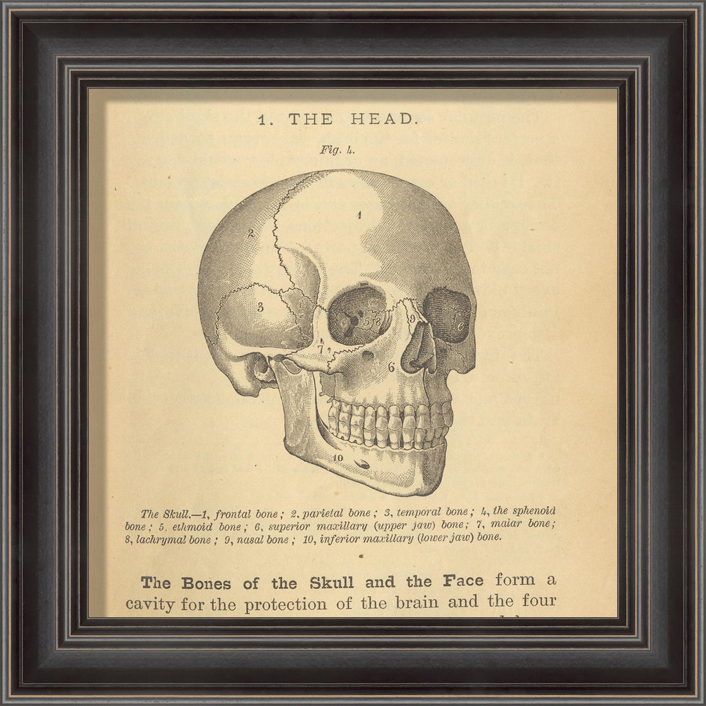 Spicher & Company LS Physiology Skull 11235