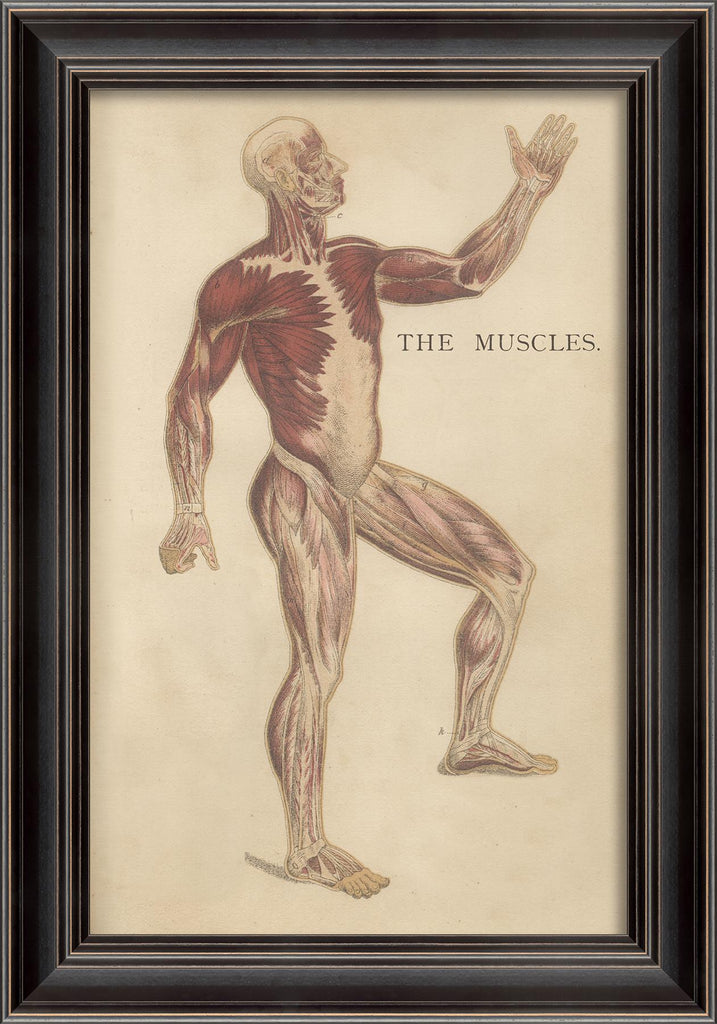 Spicher & Company LS Physiology Muscles 11236