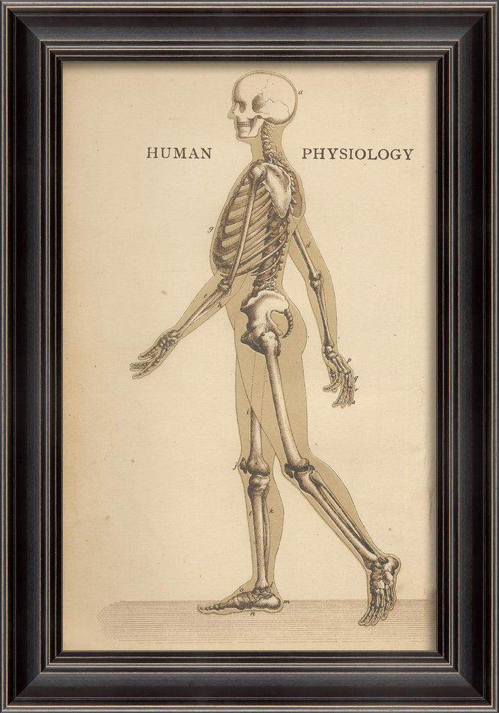 Spicher & Company LS Human Physiology Skeleton 11237