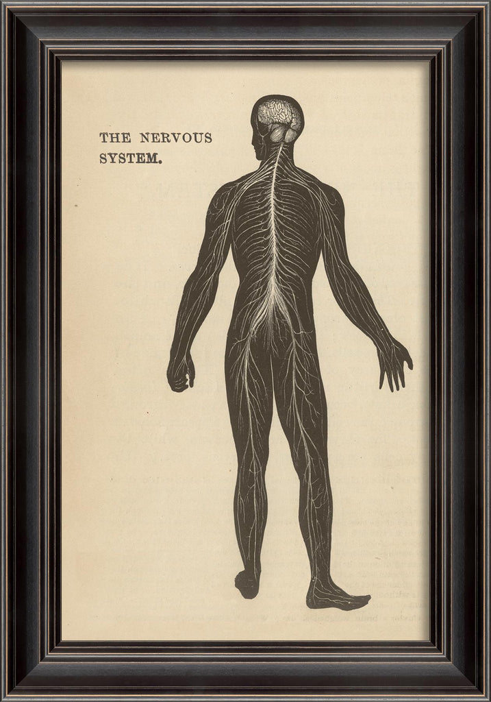 Spicher & Company LS Physiology The Nervous System 11244