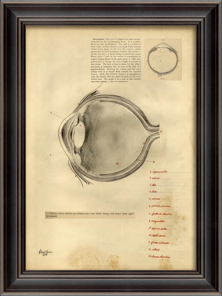 Spicher & Company LS Description of the Eye 11361