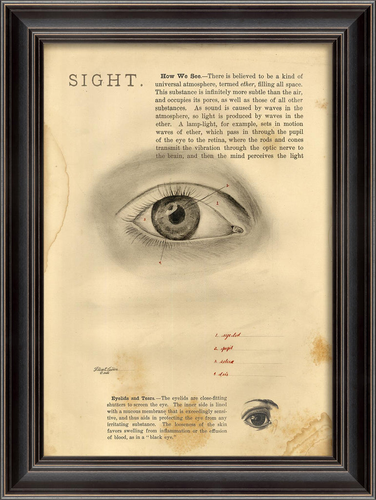 Spicher & Company LS Sight 11362