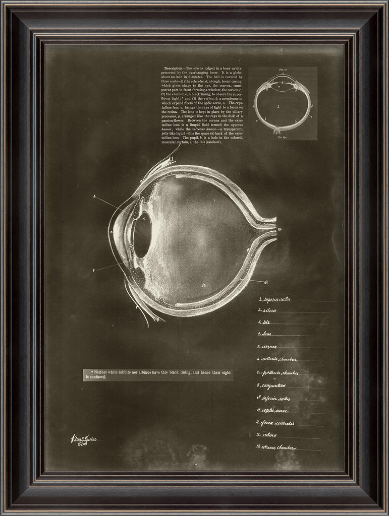 Spicher & Company LS Description of the Eye on black 11364