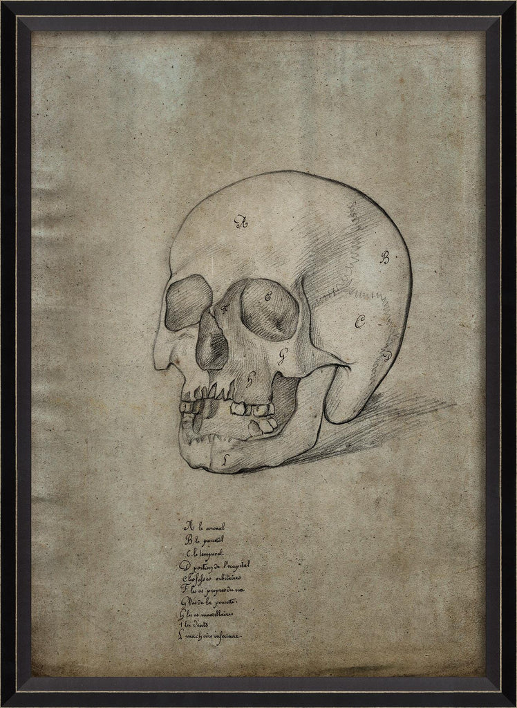 Spicher & Company BC Skull 32 11449