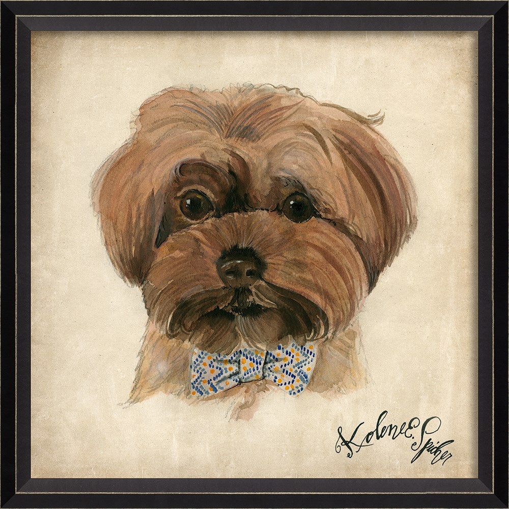 Spicher & Company BC Dog Portrait Bailey 11899