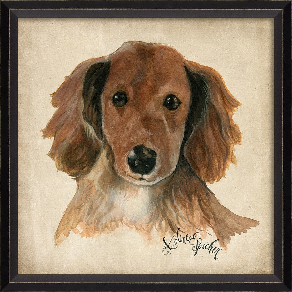 Spicher & Company BC Dog Portrait Ginger 11905