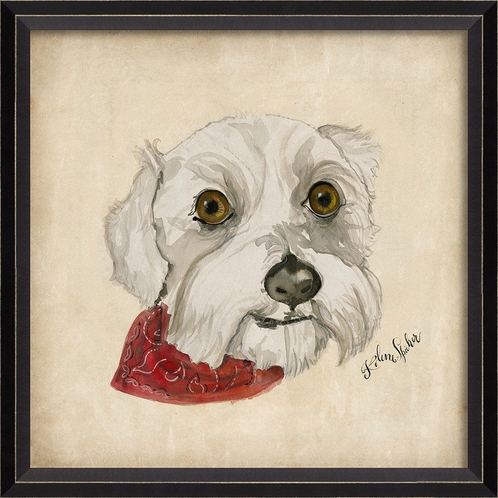 Spicher & Company BC Dog Portrait Isabell 11906