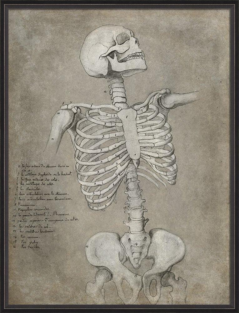 Spicher & Company BC Anatomy Sketch Skeleton Frontal xl 11987