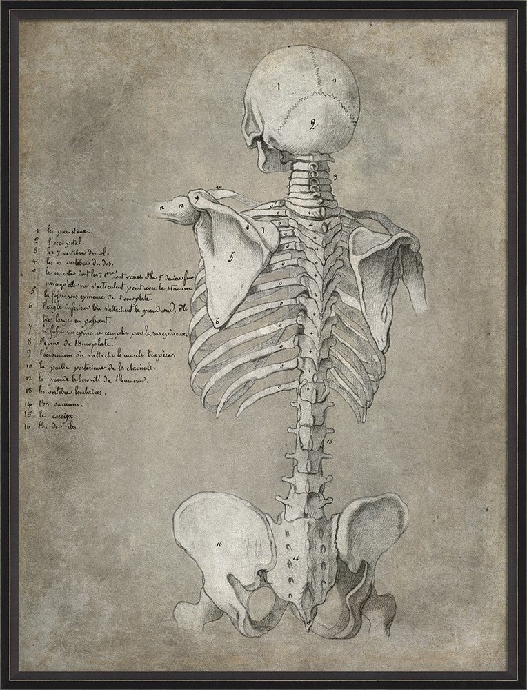 Spicher & Company BC Anatomy Sketch Skeleton Posterior xl 11988