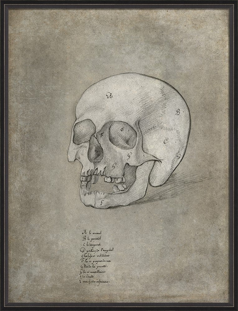 Spicher & Company BC Anatomy Sketch Skull xl 11989