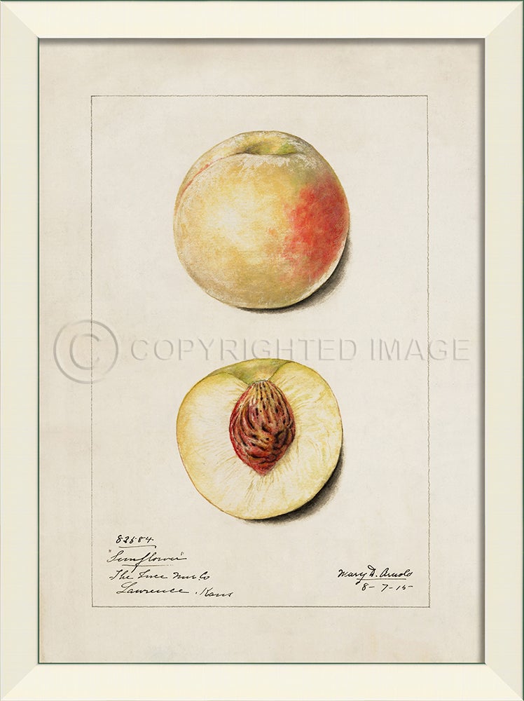 Spicher & Company LN Peach No6 27587