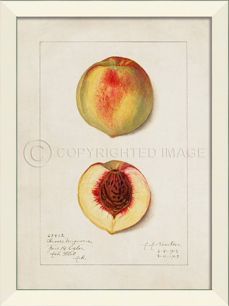 Spicher & Company LN Peach No7 27588