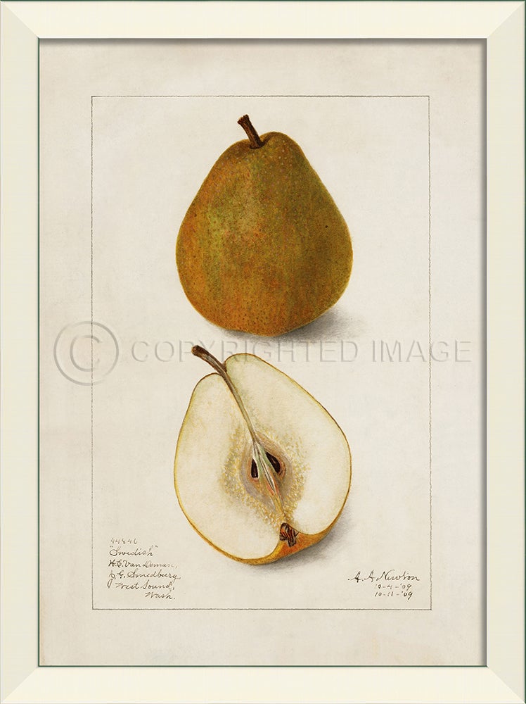 Spicher & Company LN Pear No1 27589