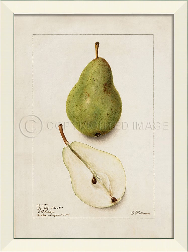 Spicher & Company LN Pear No2 27591