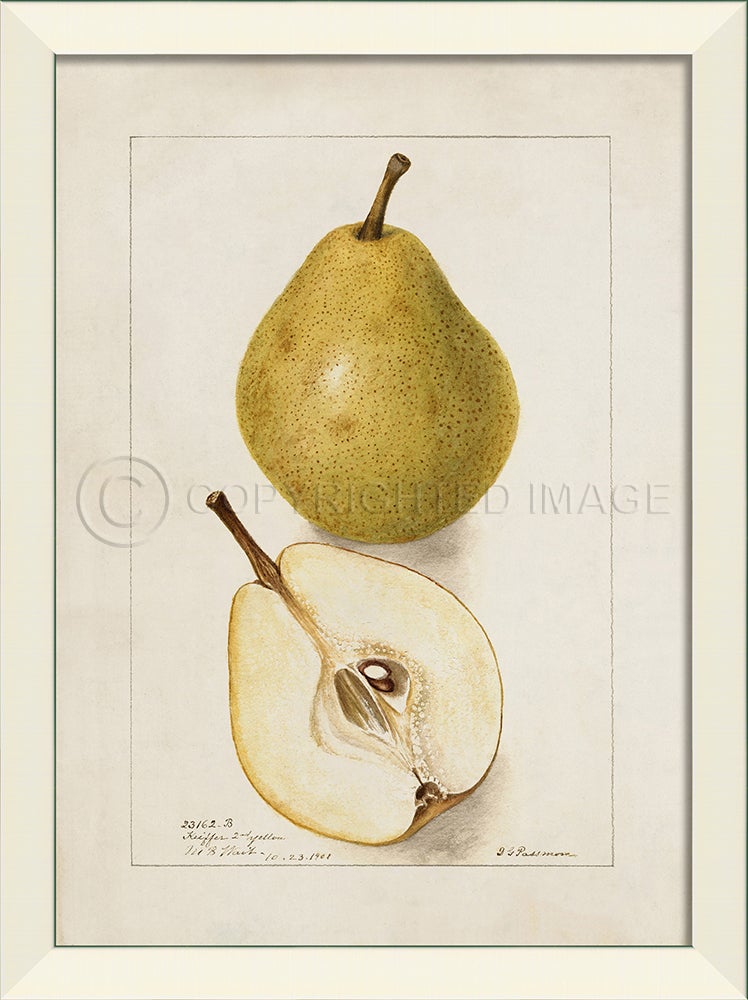 Spicher & Company LN Pear No3 27592