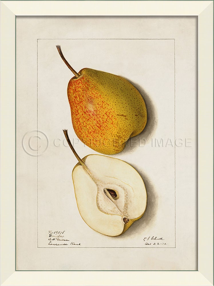 Spicher & Company LN Pear No5 27594