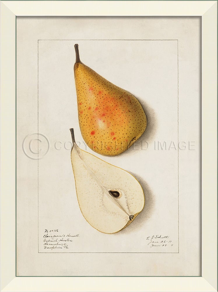 Spicher & Company LN Pear No6 27595