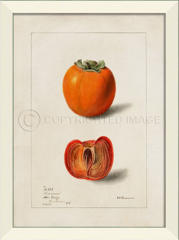 Spicher & Company LN Persimmon No1 27599