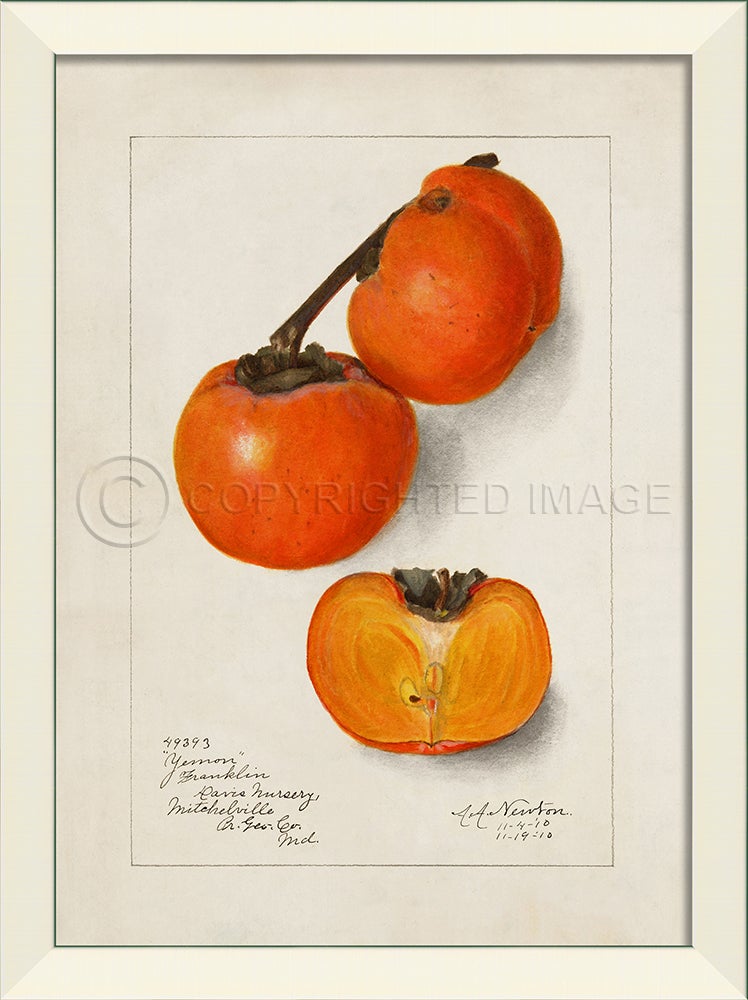 Spicher & Company LN Persimmon No3 27601