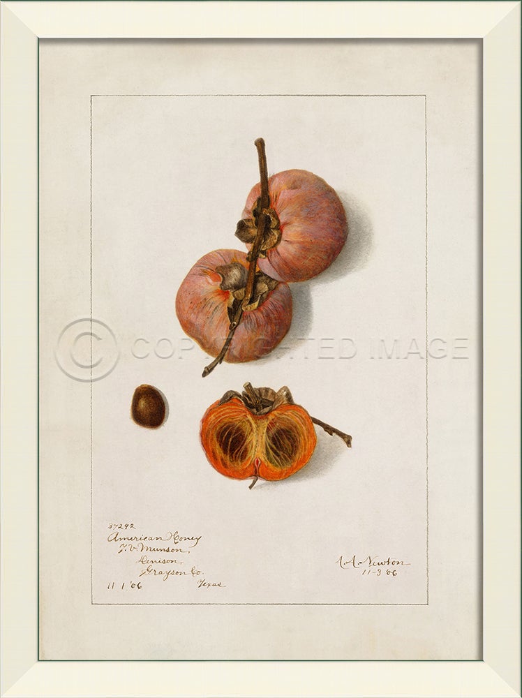 Spicher & Company LN Persimmon No4 27602