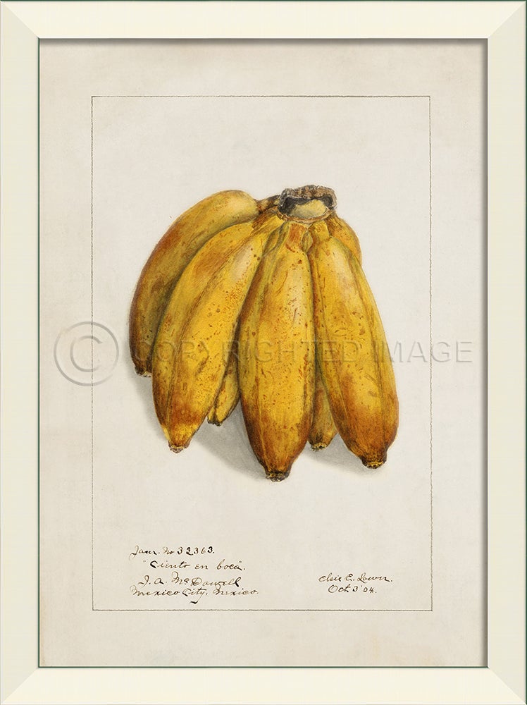 Spicher & Company LN Plantain No2 27604