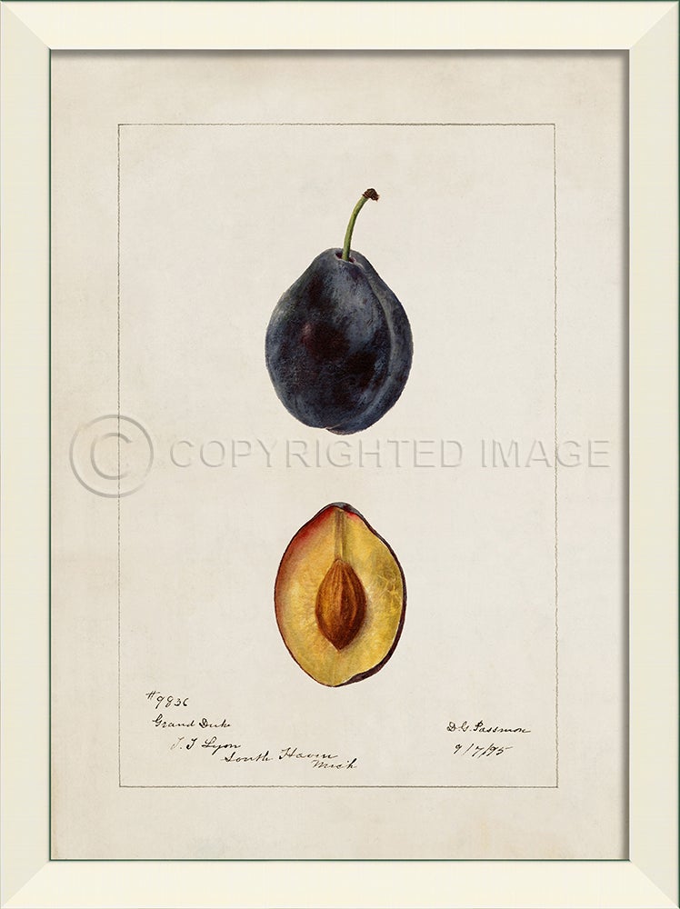 Spicher & Company LN Plum No1 27605