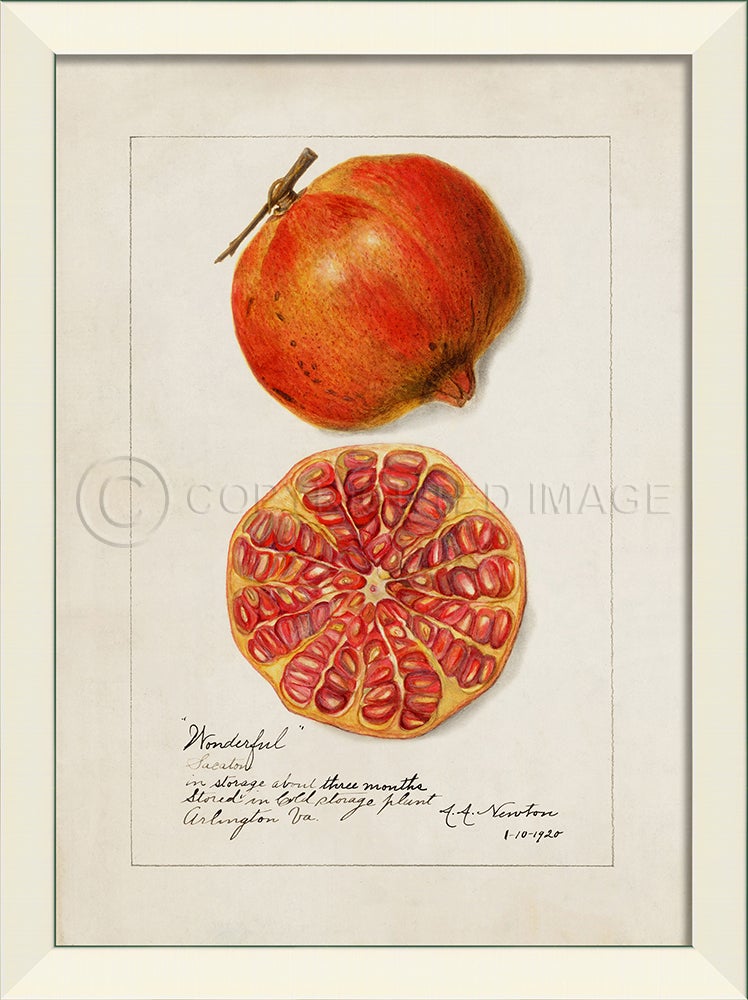 Spicher & Company LN Pomegranate No2 27608