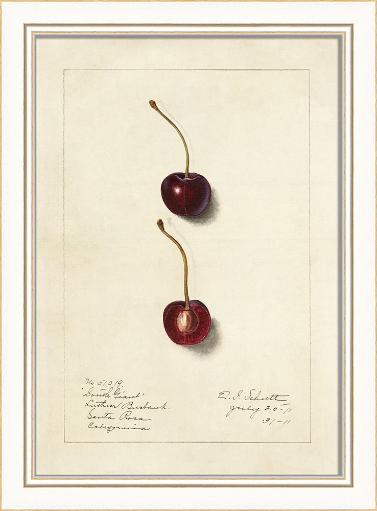 Spicher & Company KI Cherries No1 27670