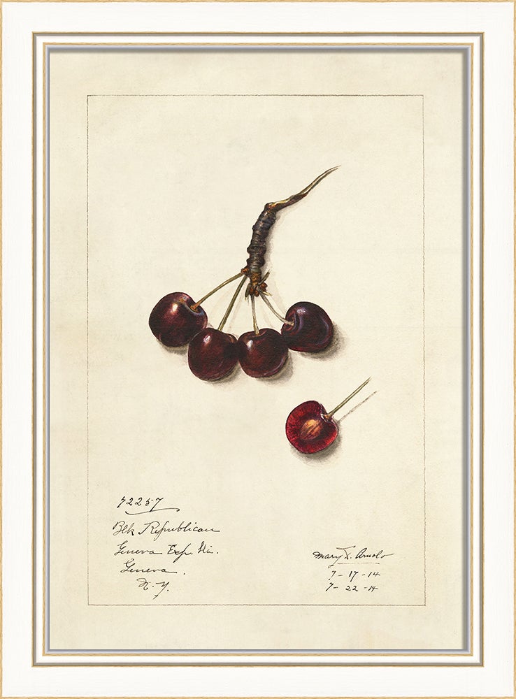 Spicher & Company KI Cherries No2 27671