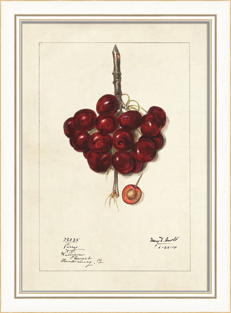 Spicher & Company KI Cherries No4 27673