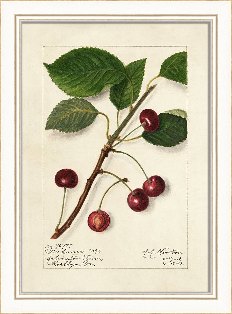 Spicher & Company KI Cherries No6 27675