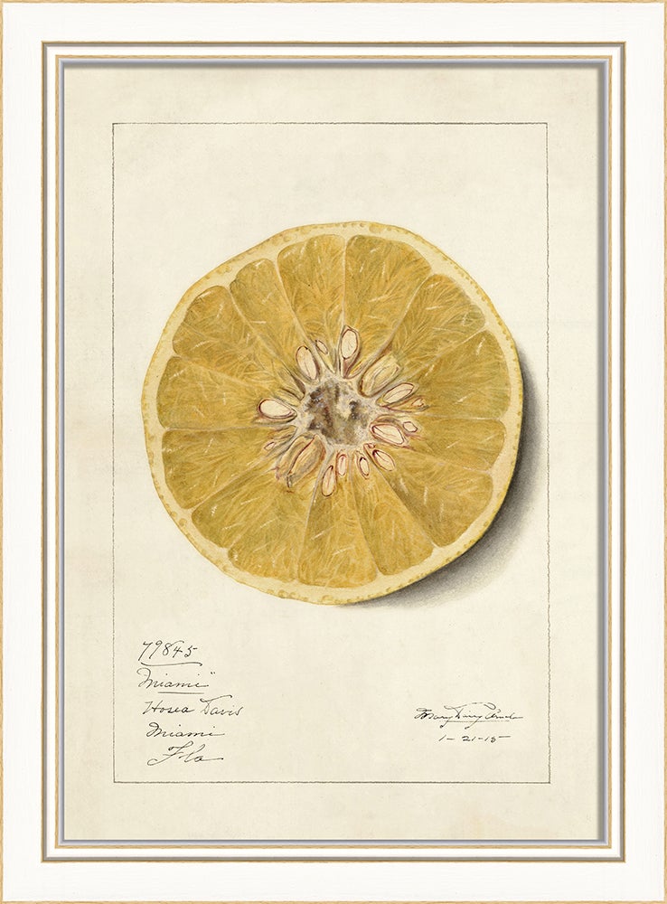 Spicher & Company KI Grapefruit No4 27685