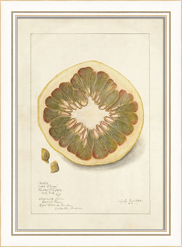 Spicher & Company KI Grapefruit No5 27686