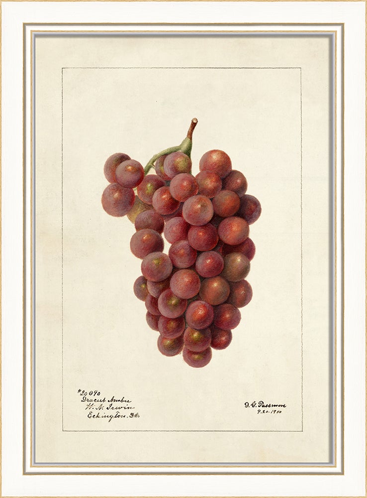 Spicher & Company KI Grapes No1 27689