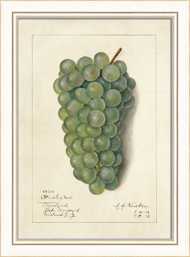 Spicher & Company KI Grapes No3 27691