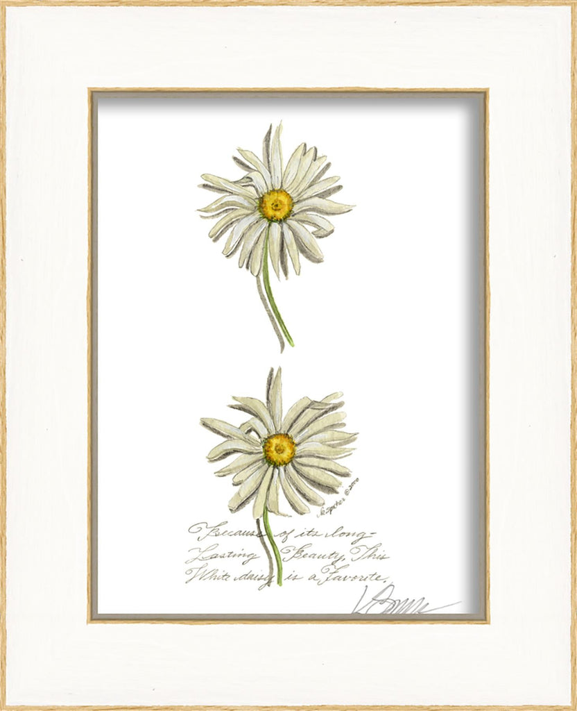 Spicher & Company LN Daisies 35008