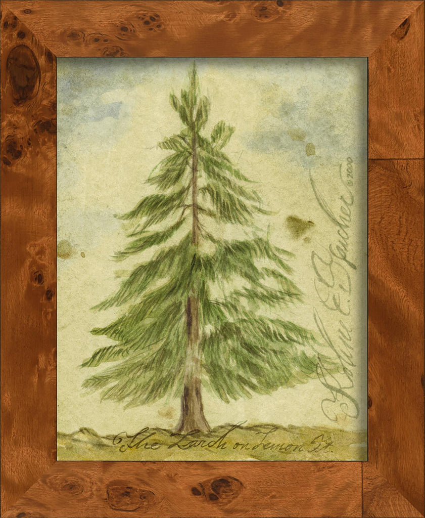 Spicher & Company NA Larch Tree 77060