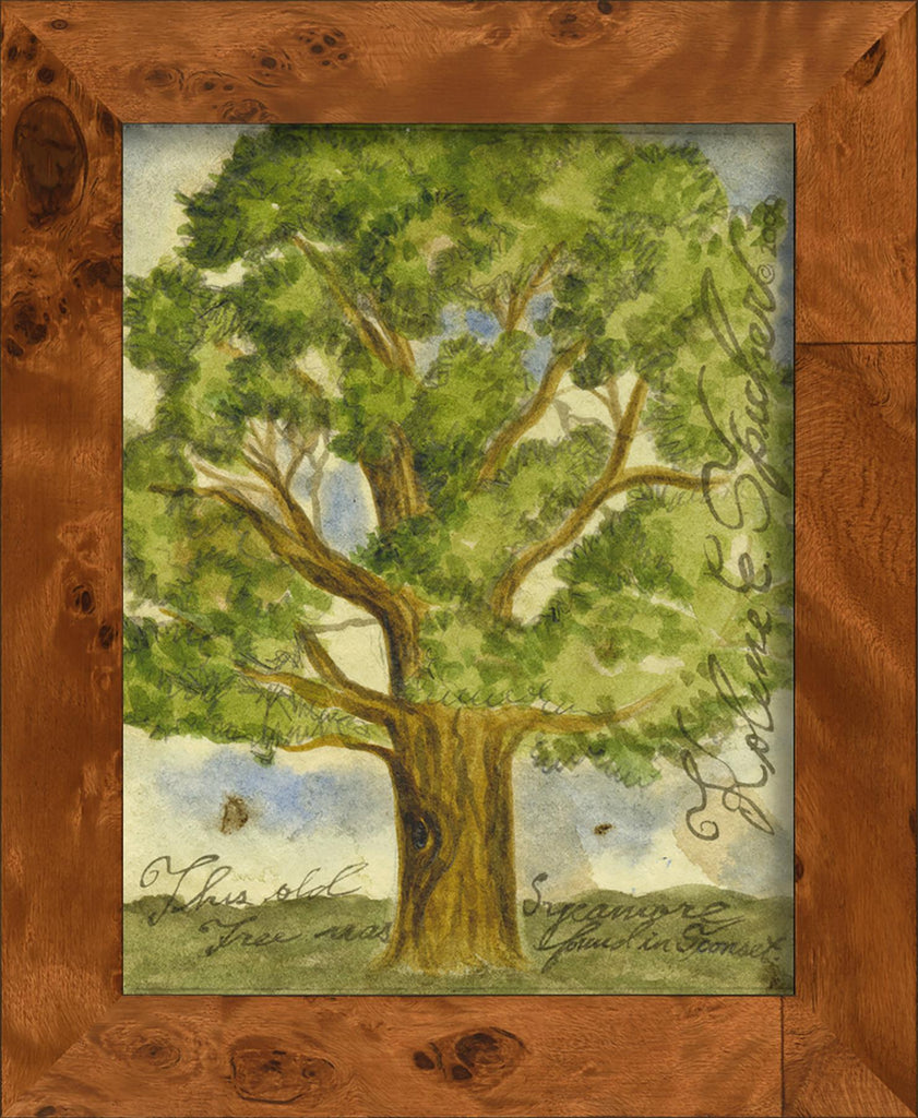 Spicher & Company NA Sycamore Tree 77062