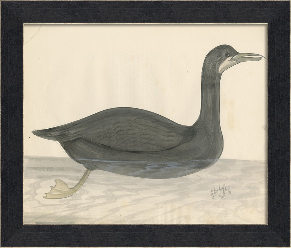 Spicher & Company MI the great black duck 77272