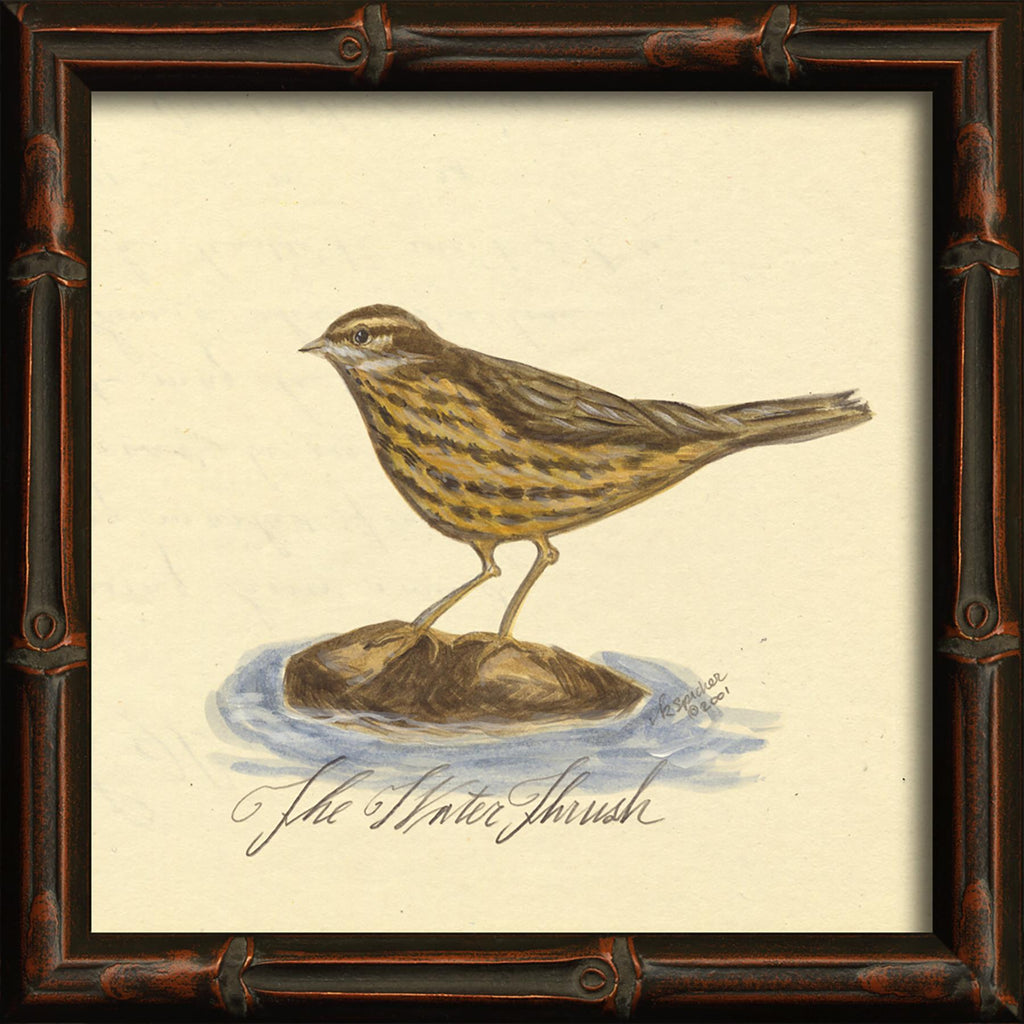 Spicher & Company HU Water Thrush 86157