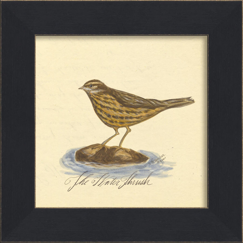 Spicher & Company MI Water Thrush 86239