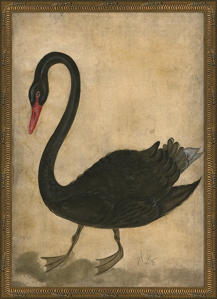 Spicher & Company KG Black Swan 86243