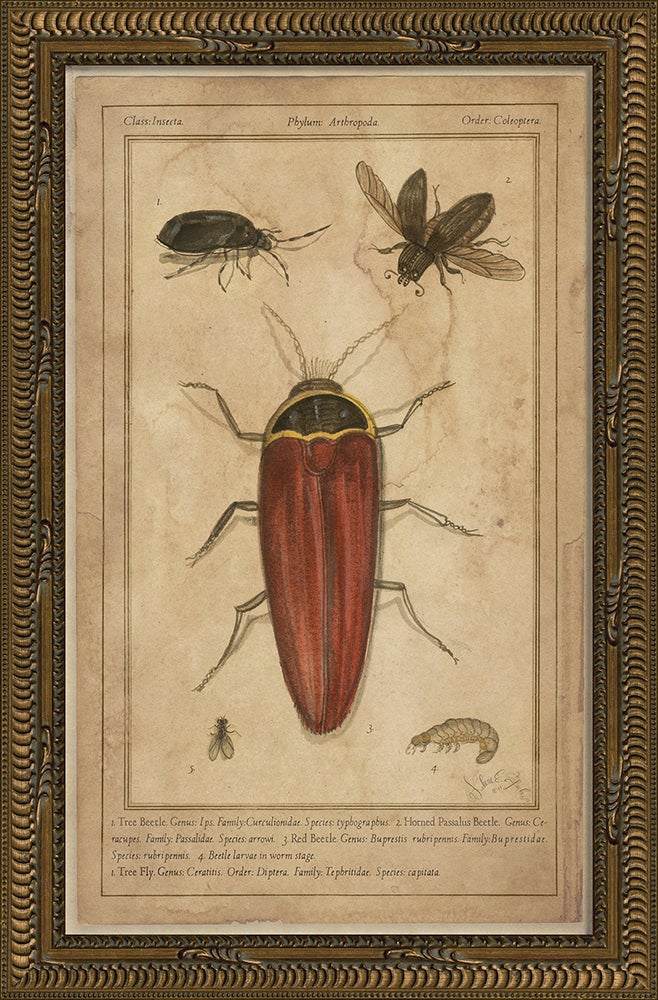 Spicher & Company KG Beetles 86469