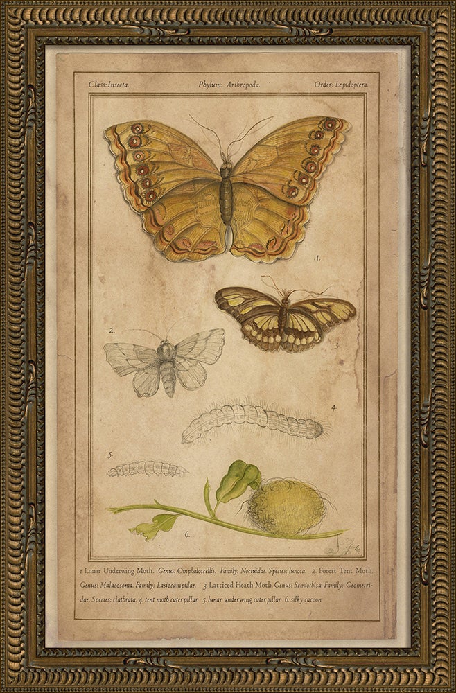 Spicher & Company KG Moths 86472