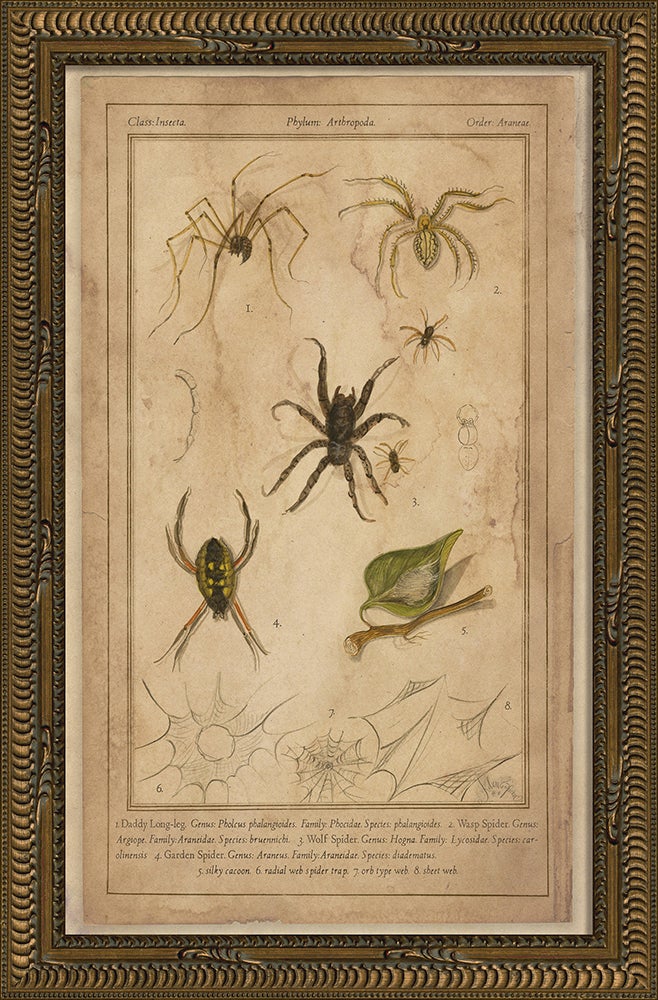 Spicher & Company KG Spiders 86473