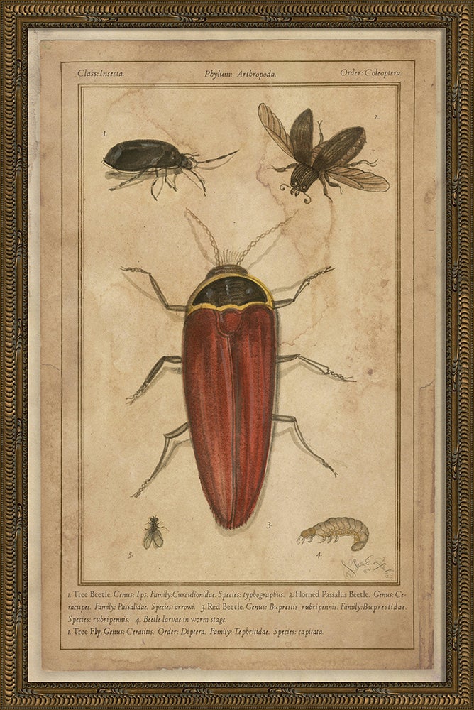 Spicher & Company KG Beetles 86475